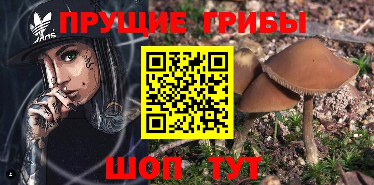 Галлюциногенные грибы прущие грибы Грозный